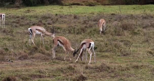 グラントのガゼル ガゼル属 Granti リアルタイム ケニアのナイロビ公園の戦い — ストック動画