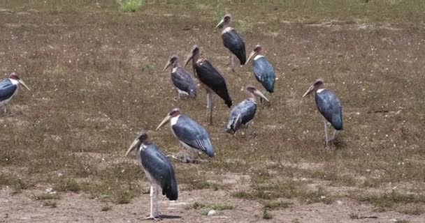 Cigüeñas Marabú Leptoptilos Crumeniferus Hartebeests Parque Nairobi Kenia Tiempo Real — Vídeo de stock