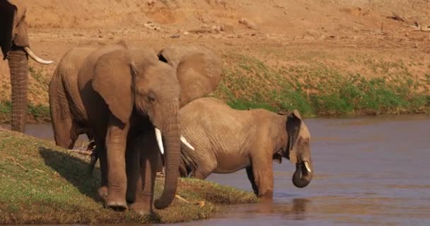 Αφρικανικοί Ελέφαντες Loxodonta Africana Από Την Ομάδα Στο Ποτάμι Samburu — Αρχείο Βίντεο