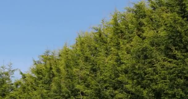 Leyland Cypress Cuprocyparis Leylandii Normandía Tiempo Real — Vídeo de stock