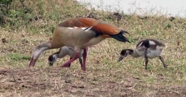 Ägyptische Gänse Alopochen Aegyptiacus Ausgewachsene Gänse Und Gösslinge Echtzeit — Stockvideo