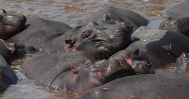 Hippopotame Hippopotame Amphibie Groupe Debout Dans Rivière Masai Mara Parc — Video