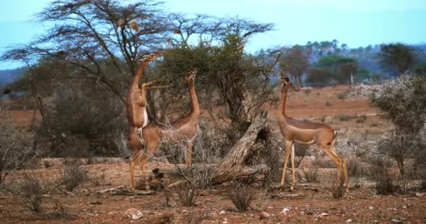 ジェレヌクまたはウォーラーのガゼル Litocranius Walleri 女性立って後肢足 食べるアカシアの葉 リアルタイム ケニアのサンブル公園 — ストック動画