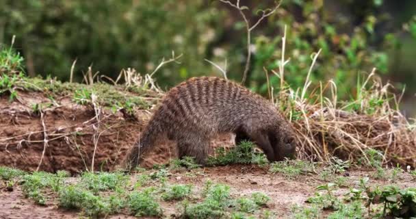 Mangosta Bandas Mungos Mungo Adultos Busca Alimentos Masai Mara Park — Vídeo de stock