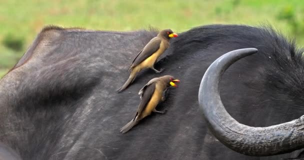 Afrikansk Buffel Syncerus Caffer Vuxen Med Gula Faktureras Oxhackare Buphagus — Stockvideo