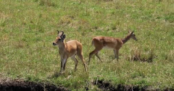 Sul Comum Reedbuck Redunca Arundinum Masculino Feminino Masai Mara Park — Vídeo de Stock