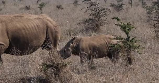 白色犀牛 白犀属 Simum 母亲和小牛 肯尼亚内罗毕公园 实时4K — 图库视频影像