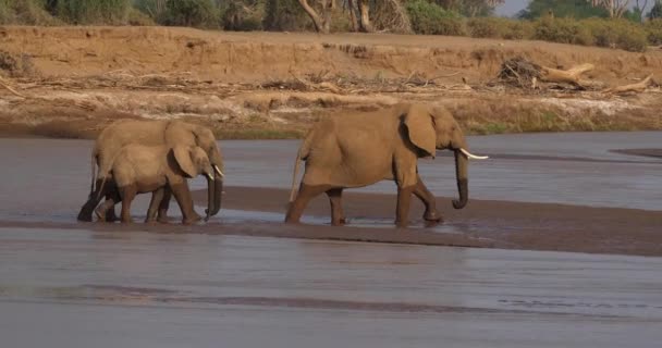 Afrikanska Elefanter Loxodonta Africana Gruppera Korsar Floden Samburu Park Kenya — Stockvideo