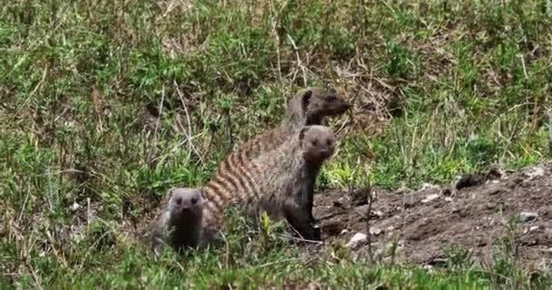Bandad Mongoose Mungos Mungo Grupp Står Vid Den Ingången Masai — Stockvideo
