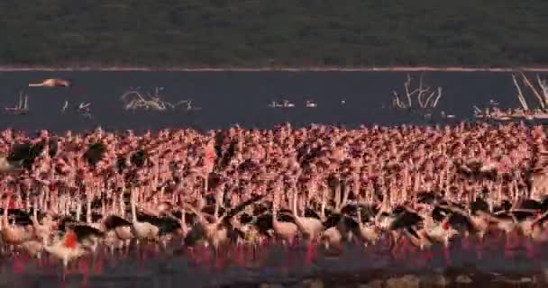 Flamencos Menores Phoenicopterus Minor Grupo Vuelo Colonia Lago Bogoria Kenia — Vídeos de Stock