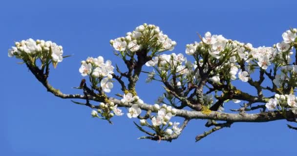 苹果树枝在花 诺曼底 实时4K — 图库视频影像