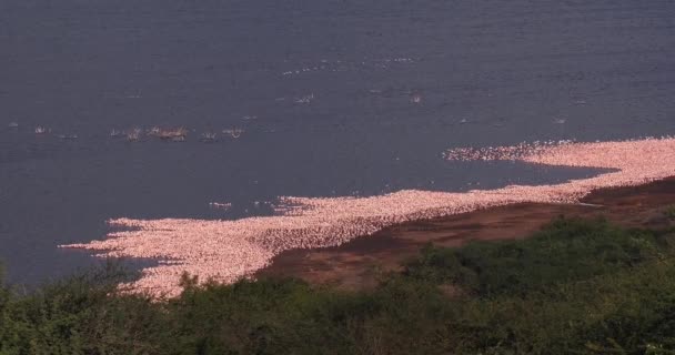 Małopolskie Flamingami Phoenicopterus Drobne Kolonia Nad Jeziorem Bogoria Kenii Czasie — Wideo stockowe