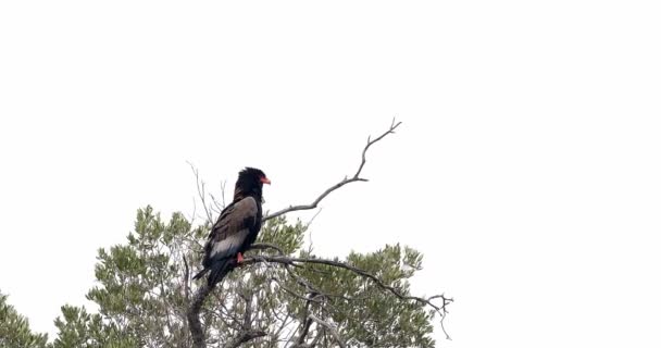 Bateleur Орел Terathopius Ecaudatus Підносячись Вершині Дерева Парк Масаї Мара — стокове відео