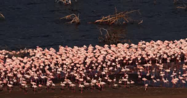 较小的火烈鸟 Phoenicopterus 未成年人 殖民地在博高瑞亚湖在肯尼亚 实时4K — 图库视频影像