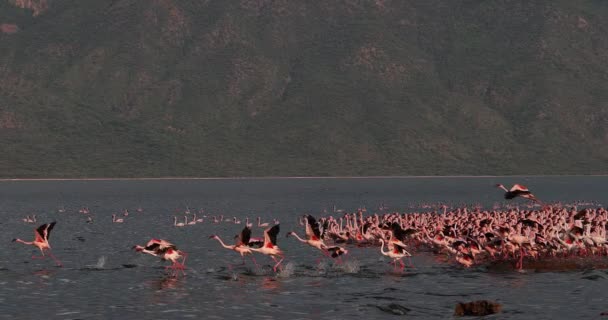 Mindere Flamingo Phoenicopterus Mineur Groeperen Vlucht Opstijgen Uit Water Kolonie — Stockvideo