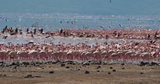 Lesser Flamingos Phoenicopterus Minor Grupp Flykt Koloni Vid Bogoria Sjön — Stockvideo