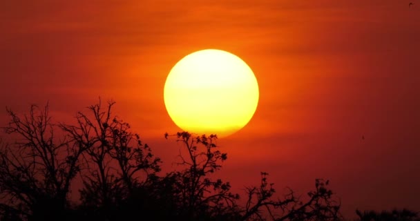 日落在大草原 马赛马拉公园在肯尼亚 时间失效4K — 图库视频影像