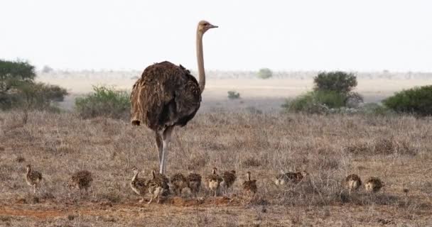 Страусы Struthio Camelus Female Chicks Walking Savannah Nairobi National Park — стоковое видео