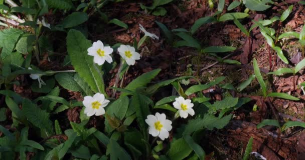 Primula Vulgaris Ηράνθεμο Λουλούδια Στη Νορμανδία Πραγματικό Χρόνο — Αρχείο Βίντεο