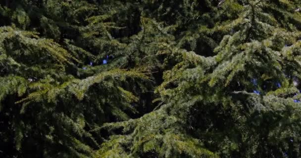 Cedar Lebanon Cedrus Norheley Real Time — стоковое видео