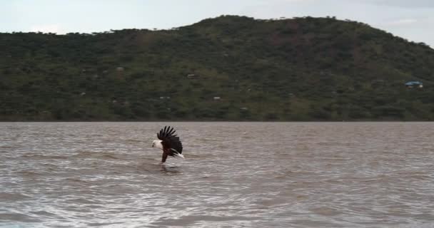 Afrikanska Fisk Örn Haliaeetus Vocifer Vuxen Flykt Fisk Klor Fiske — Stockvideo