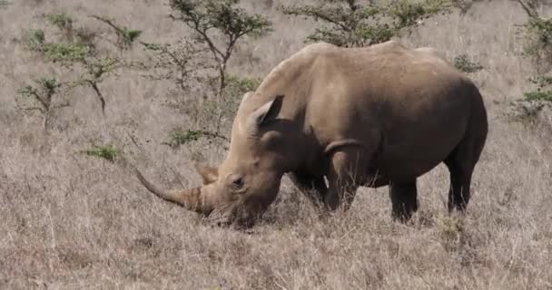 Bílý Nosorožec Ceratotherium Simum Žena Jíst Trávu Park Nairobi Keni — Stock video