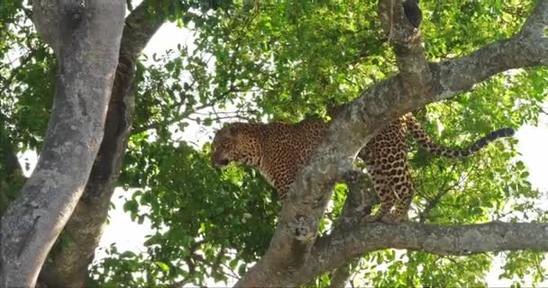 Леопард Panthera Заводу Стоячи Дерево Парк Масаї Мара Кенії Реального — стокове відео