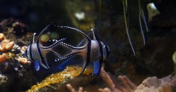 Banggai Kardynał Ryb Pterapogon Kauderni Czasie Rzeczywistym — Wideo stockowe