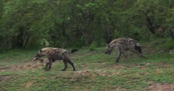 Hienas Manchadas Crocuta Crocuta Adultos Corriendo Masai Mara Park Kenia — Vídeos de Stock