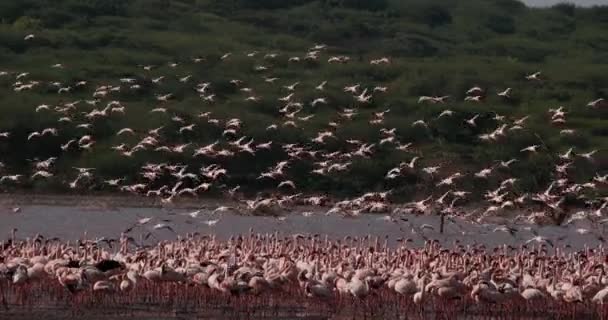 Lesser Flamingo Phoenicopterus Minor Group Flight Taking Water Colony Bogoria — стоковое видео