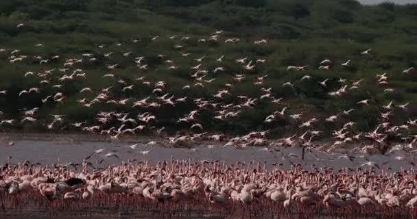 Меншою Фламінго Phoenicopterus Неповнолітній Згрупувати Польоті Знімаючи Води Колонії Озері — стокове відео