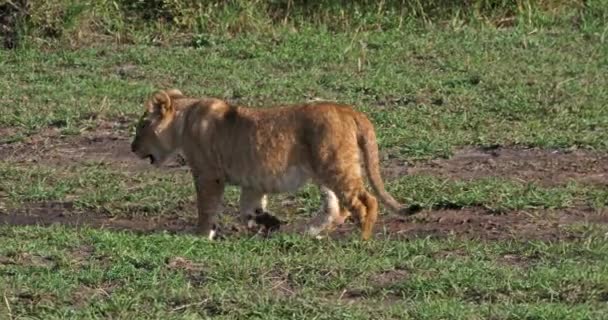 Afrika aslanı, savana ile yürüyüş erkek — Stok video