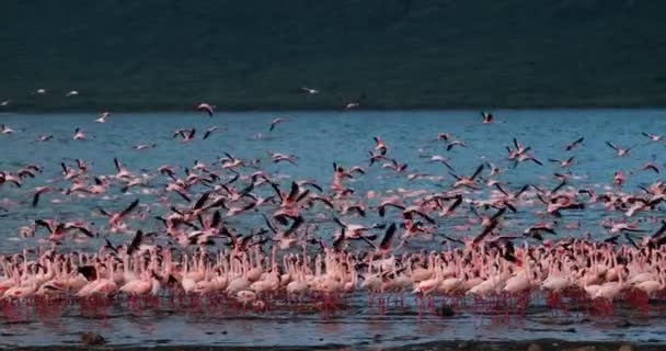 Lesser Flamingos Phoenicopterus Minor Grupp Flykt Lyfter Från Vattnet Koloni — Stockvideo