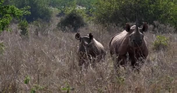 黑色犀牛 Diceros 二角型 女性与小牛 马赛马拉公园在肯尼亚 实时4K — 图库视频影像