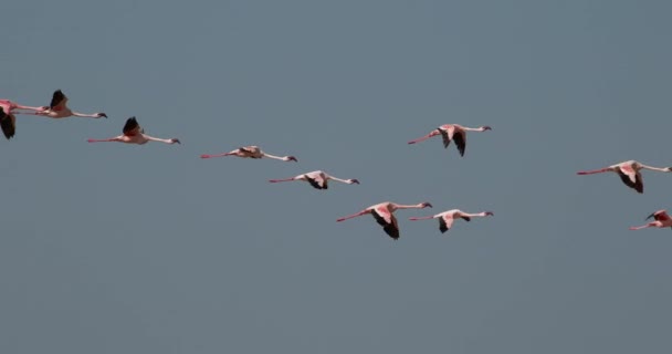 Menor Flamingos Phoenicopterus Minor Grupo Voo Colônia Lago Bogoria Quênia — Vídeo de Stock