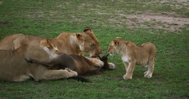 Leone africano, maschio che cammina attraverso Savanna — Video Stock