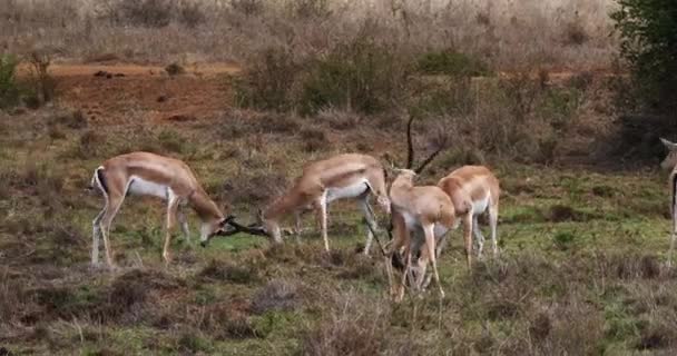 Grant Gazelles Gazella Granti Grupo Parque Nairobi Kenia Tiempo Real — Vídeo de stock