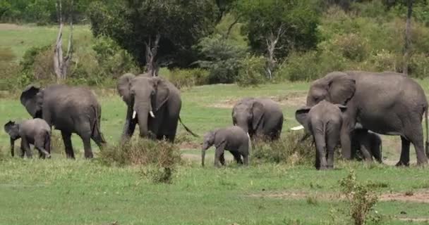 Elefantes Africanos Loxodonta Africana Grupo Savannah Masai Mara Park Kenia — Vídeos de Stock