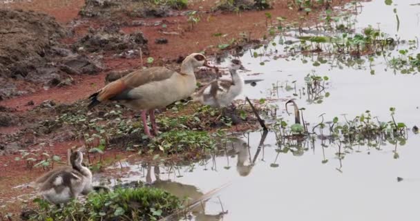 Mısır Kazların Alopochen Aegyptiacus Yetişkin Kuşlar Gerçek Zamanlı — Stok video