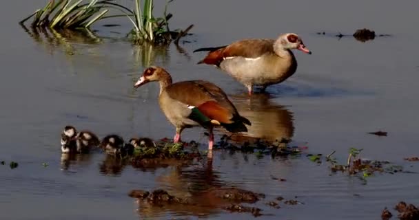 Mısır Kazların Alopochen Aegyptiacus Erkek Ile Kadın Kuşlar Gerçek Zamanlı — Stok video