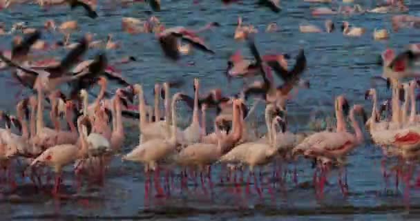 Flamencos Menores Phoenicopterus Minor Colonia Lago Bogoria Kenia Tiempo Real — Vídeo de stock