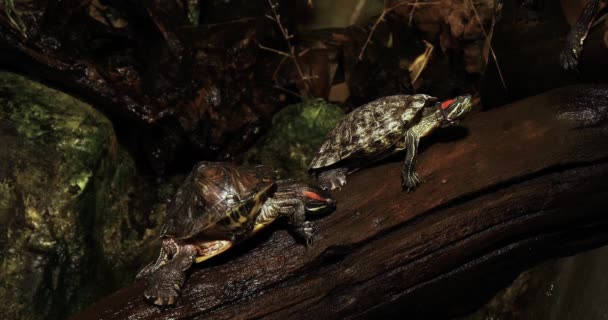 红耳龟 Trachemys 龟线虫 实时4K — 图库视频影像