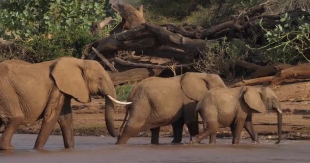 Elefantes Africanos Loxodonta Africana Cruzamento Grupo Rio Parque Samburu Quênia — Vídeo de Stock