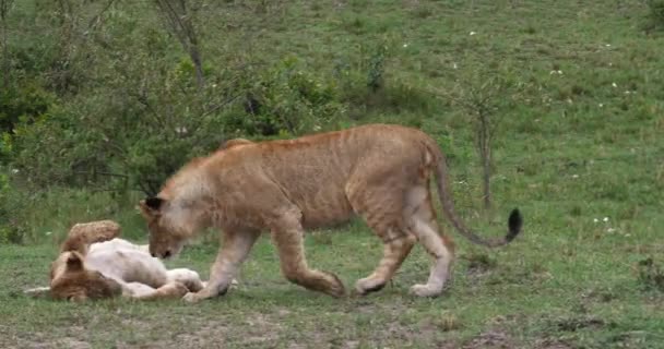 Afrikanischer Löwe, Männchen läuft durch Savanne — Stockvideo