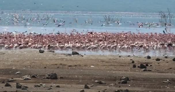 Flamencos Menores Phoenicopterus Minor Grupo Vuelo Colonia Lago Bogoria Kenia — Vídeos de Stock