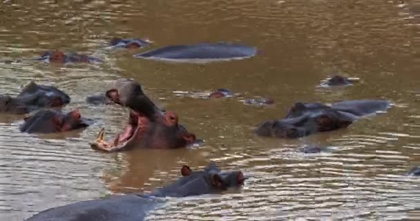 Hippopotame Hippopotame Amphibie Groupe Debout Dans Rivière Masai Mara Parc — Video
