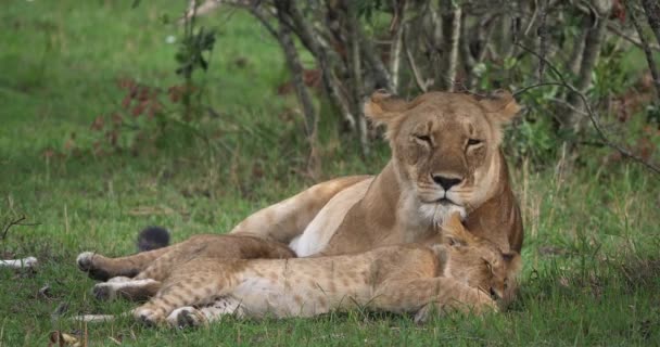 Afrika aslanı, savana ile yürüyüş erkek — Stok video