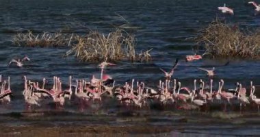 Uçuşta, Kenya, gerçek zamanlı 4 k görüntüleri Bogoria Gölündeki koloni küçük flamingolar, phoenicopterus minor, Grup