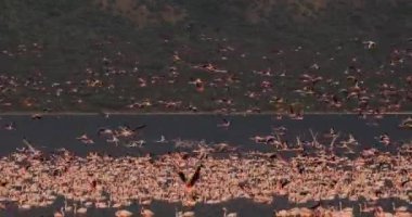 Uçuşta, Kenya, gerçek zamanlı 4 k görüntüleri Bogoria Gölündeki koloni küçük flamingolar, phoenicopterus minor, Grup