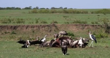 Afrikalı beyaz akbabalar, yedeklenen gyps africanus, Ruppell'ın akbabalar, gyps rueppelli, karkas, Masai Mara Park Kenya, gerçek zamanlı 4 k görüntüleri üzerinde yemek grubu